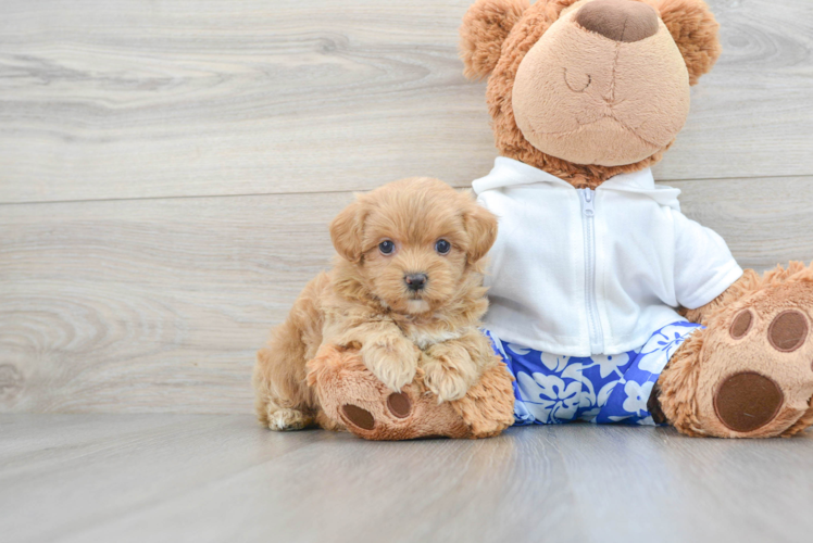 Adorable Maltepoo Poodle Mix Puppy