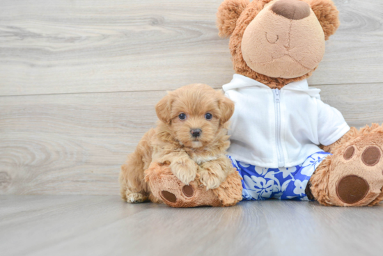 Adorable Maltepoo Poodle Mix Puppy