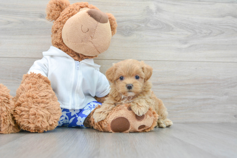 Energetic Maltepoo Poodle Mix Puppy