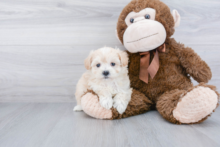 Maltipoo Pup Being Cute