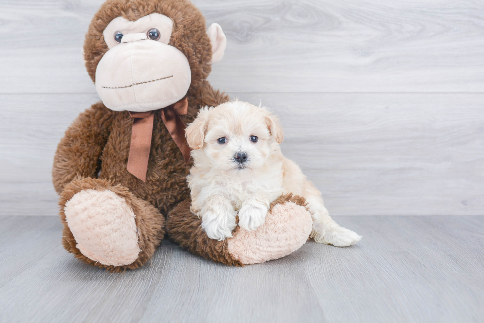 Friendly Maltipoo Baby