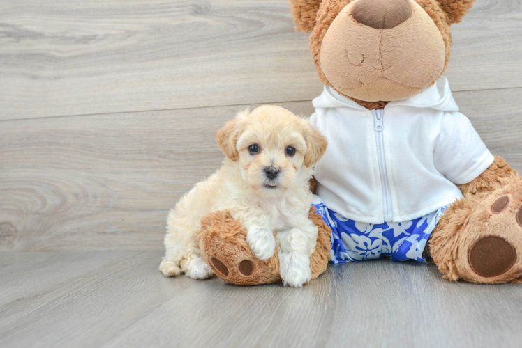 Smart Maltipoo Poodle Mix Pup