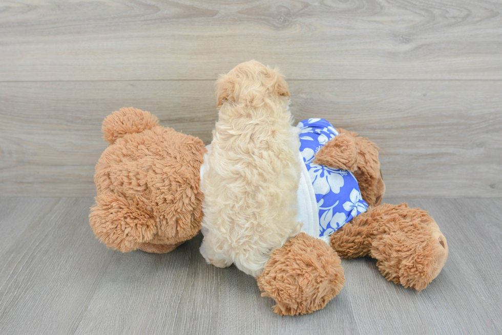 Popular Maltipoo Poodle Mix Pup