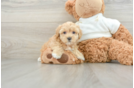 Little Maltidoodle Poodle Mix Puppy