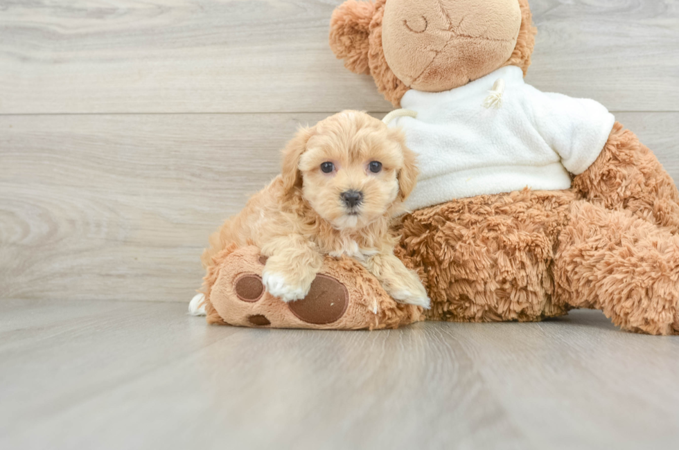 6 week old Maltipoo Puppy For Sale - Premier Pups