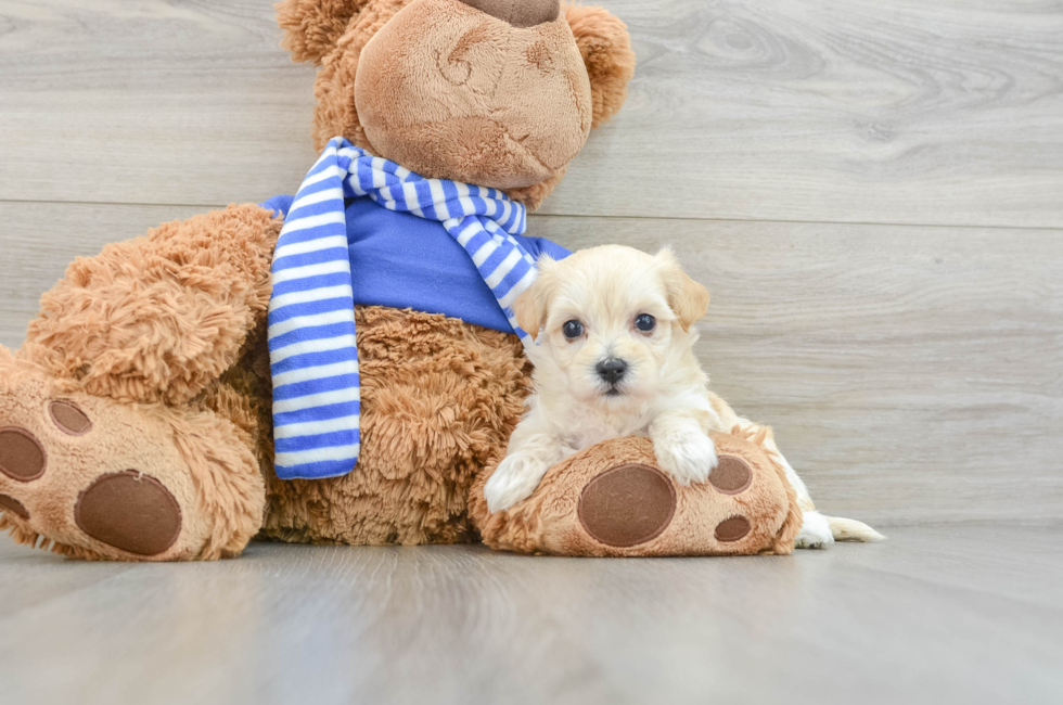 6 week old Maltipoo Puppy For Sale - Premier Pups