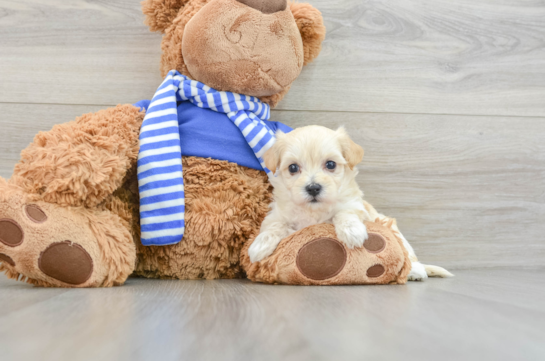 Best Maltipoo Baby