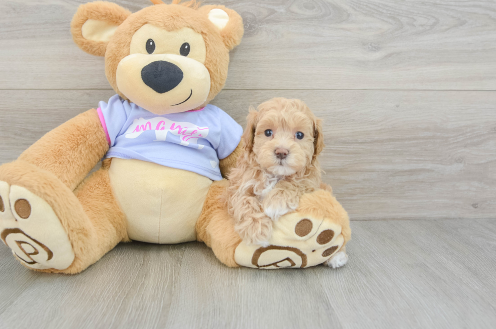 5 week old Maltipoo Puppy For Sale - Premier Pups