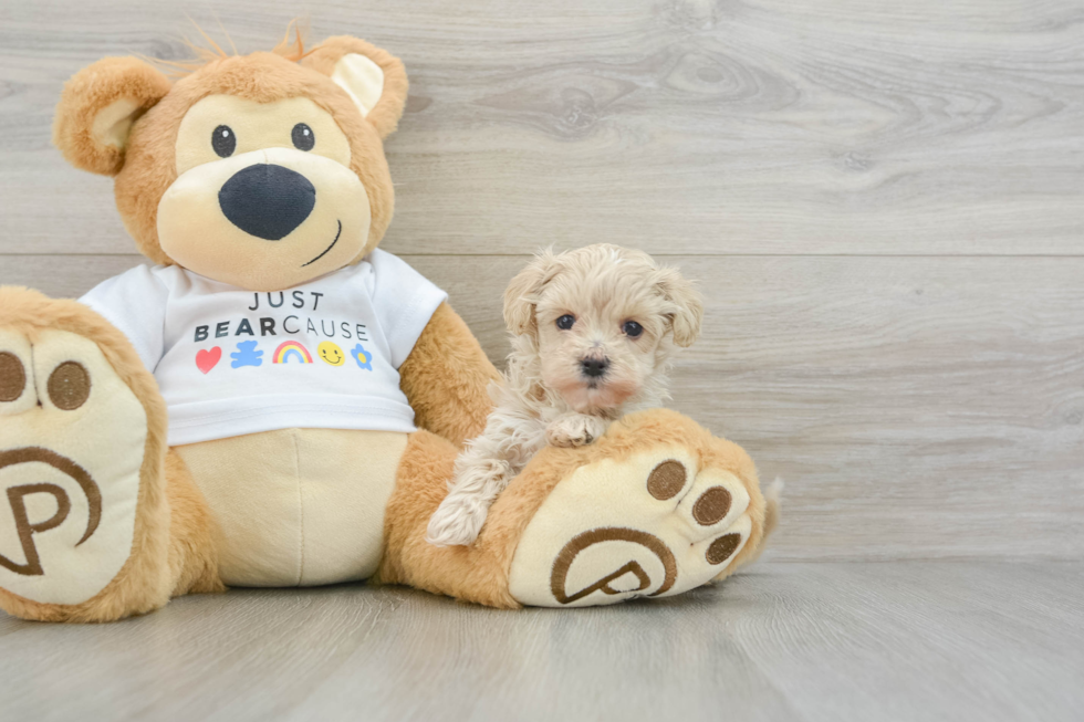 Cute Maltipoo Baby