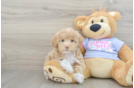 Maltipoo Puppy for Adoption