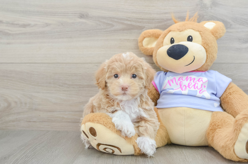 5 week old Maltipoo Puppy For Sale - Premier Pups