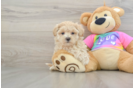 Hypoallergenic Moodle Poodle Mix Puppy