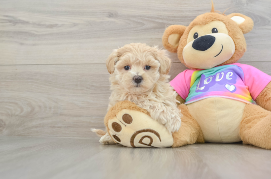 Hypoallergenic Moodle Poodle Mix Puppy