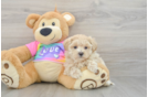 Maltipoo Pup Being Cute