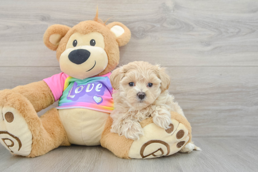 Maltipoo Pup Being Cute