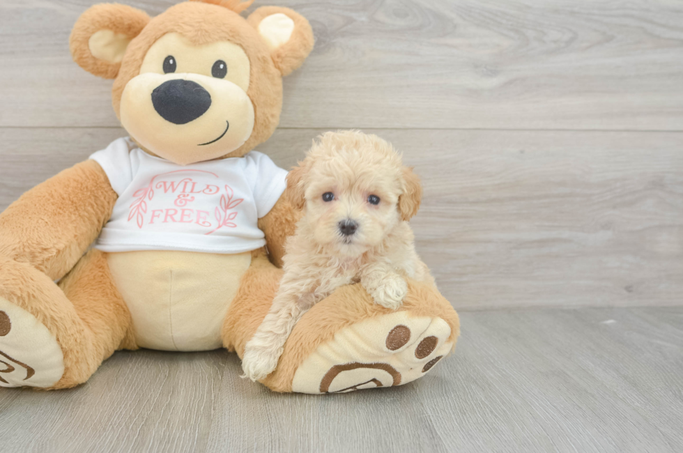 5 week old Maltipoo Puppy For Sale - Premier Pups