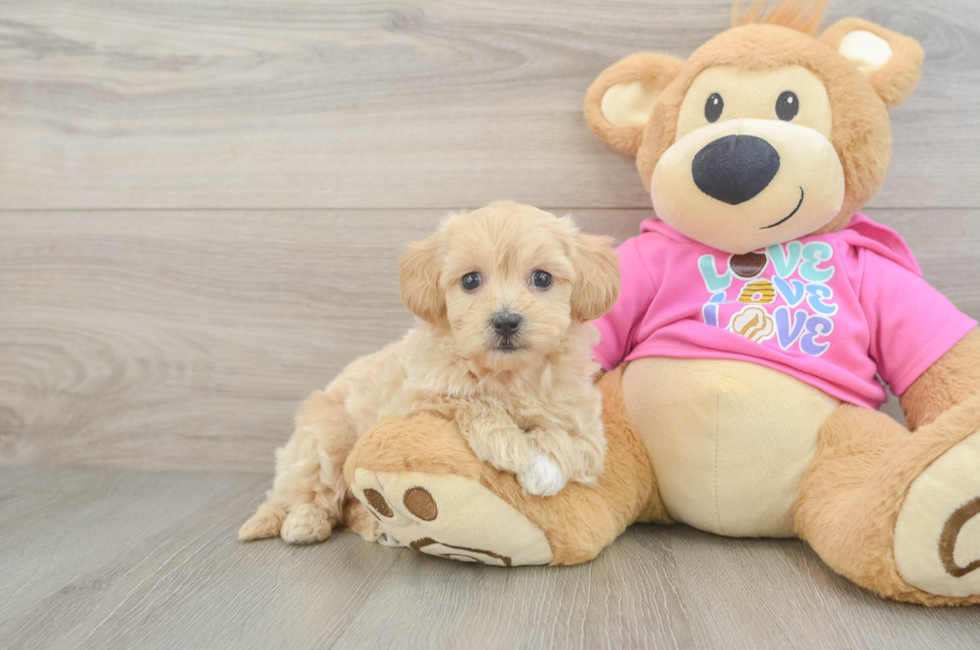 7 week old Maltipoo Puppy For Sale - Premier Pups