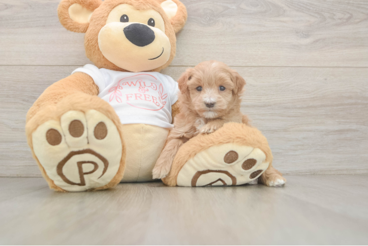 Maltipoo Pup Being Cute