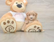 6 week old Maltipoo Puppy For Sale - Premier Pups