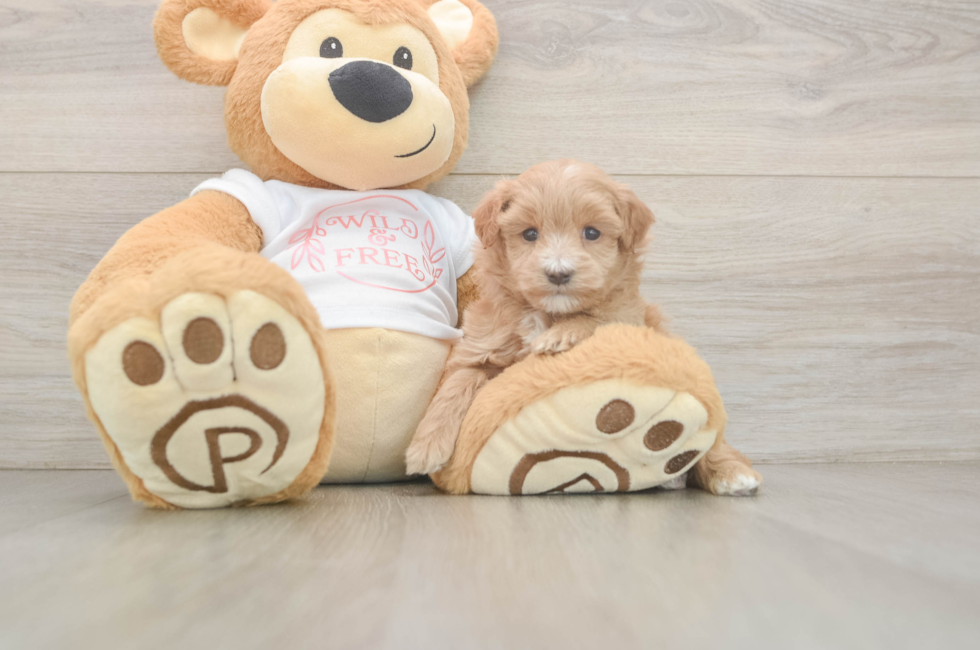 5 week old Maltipoo Puppy For Sale - Premier Pups