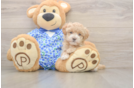 Funny Maltipoo Poodle Mix Pup
