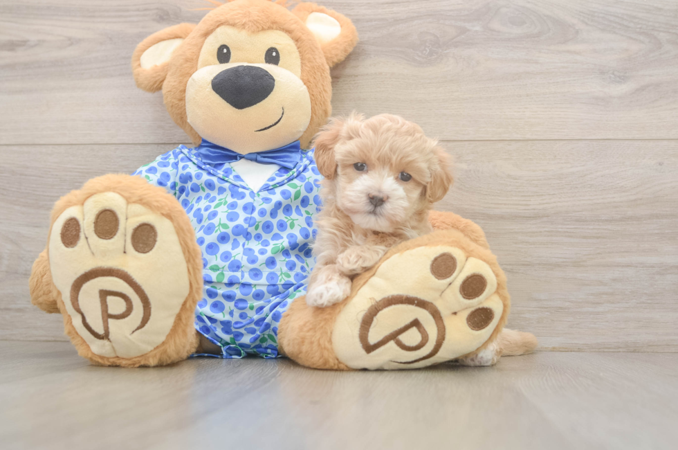 5 week old Maltipoo Puppy For Sale - Premier Pups