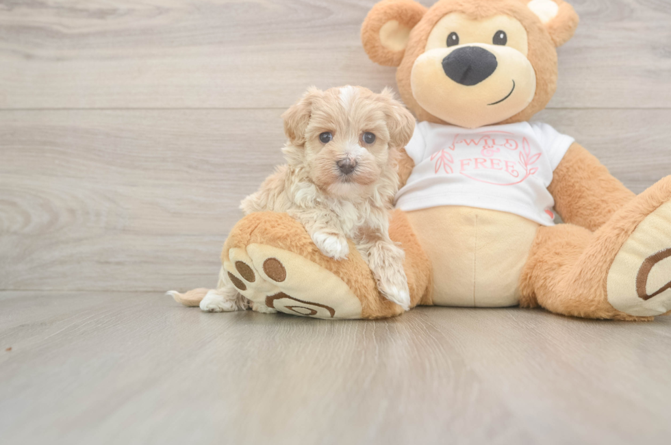5 week old Maltipoo Puppy For Sale - Premier Pups