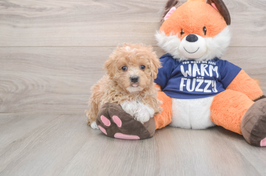 Maltipoo Pup Being Cute