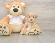 8 week old Maltipoo Puppy For Sale - Premier Pups