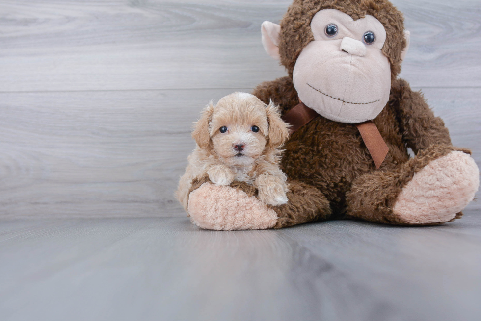 Maltipoo Puppy for Adoption