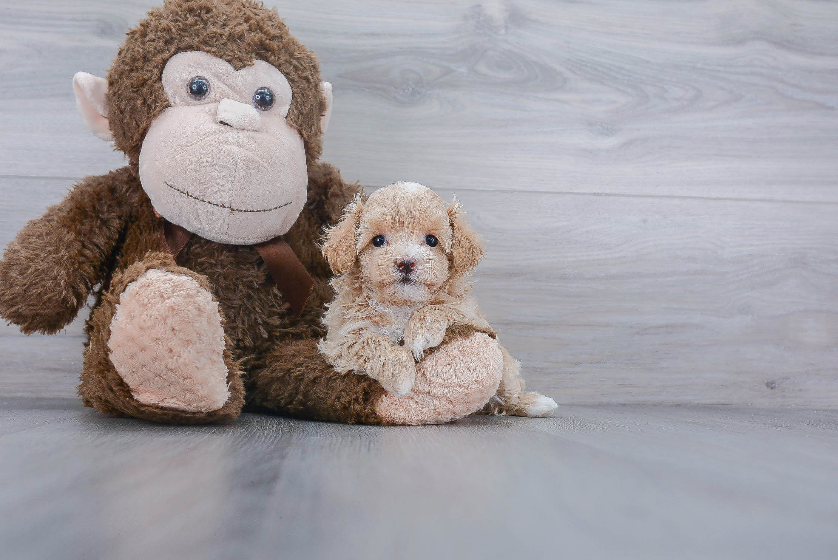 Best Maltipoo Baby
