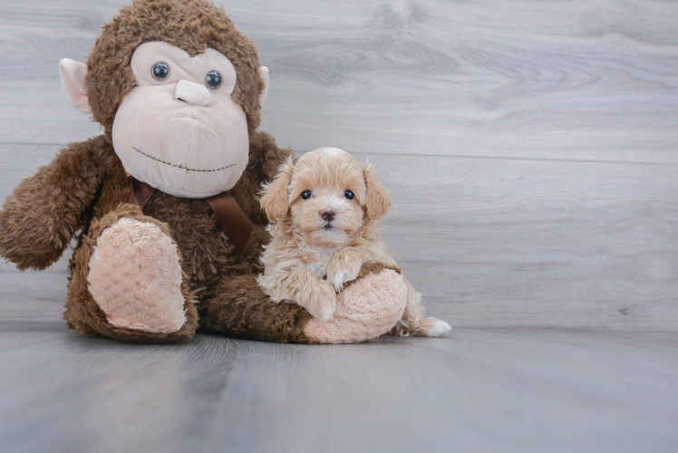 Best Maltipoo Baby