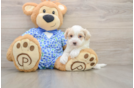 Hypoallergenic Malt a Poo Poodle Mix Puppy