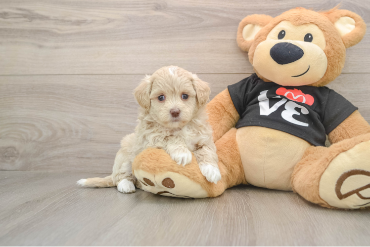 Sweet Maltipoo Baby