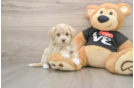 Sweet Maltipoo Baby