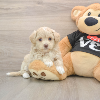 Sweet Maltipoo Baby