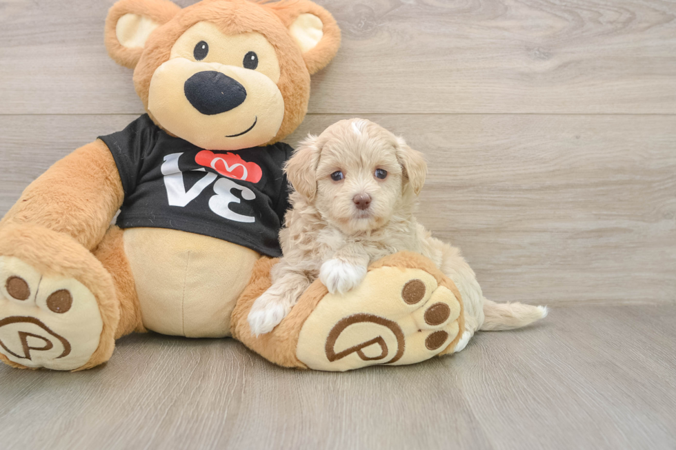 Best Maltipoo Baby