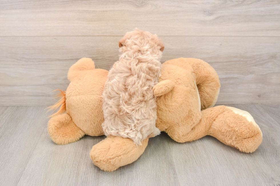 Playful Maltese Poodle Poodle Mix Puppy