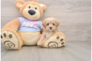 Best Maltipoo Baby
