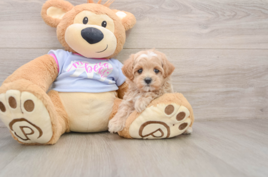 Best Maltipoo Baby