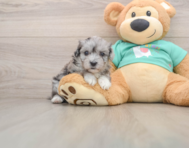 7 week old Maltipoo Puppy For Sale - Premier Pups