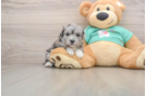 Energetic Maltepoo Poodle Mix Puppy