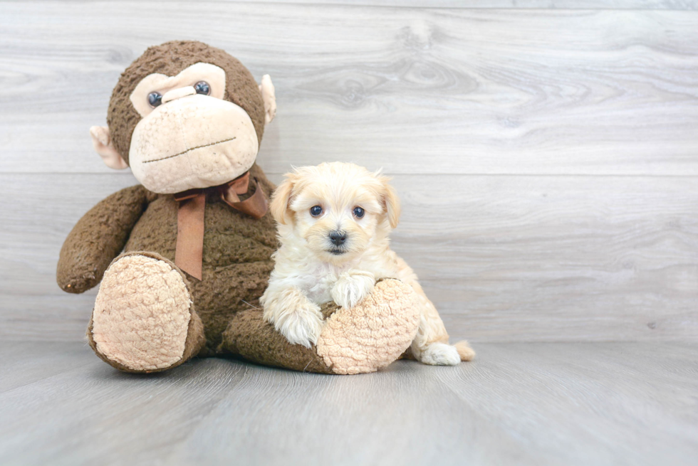 Funny Maltipoo Poodle Mix Pup