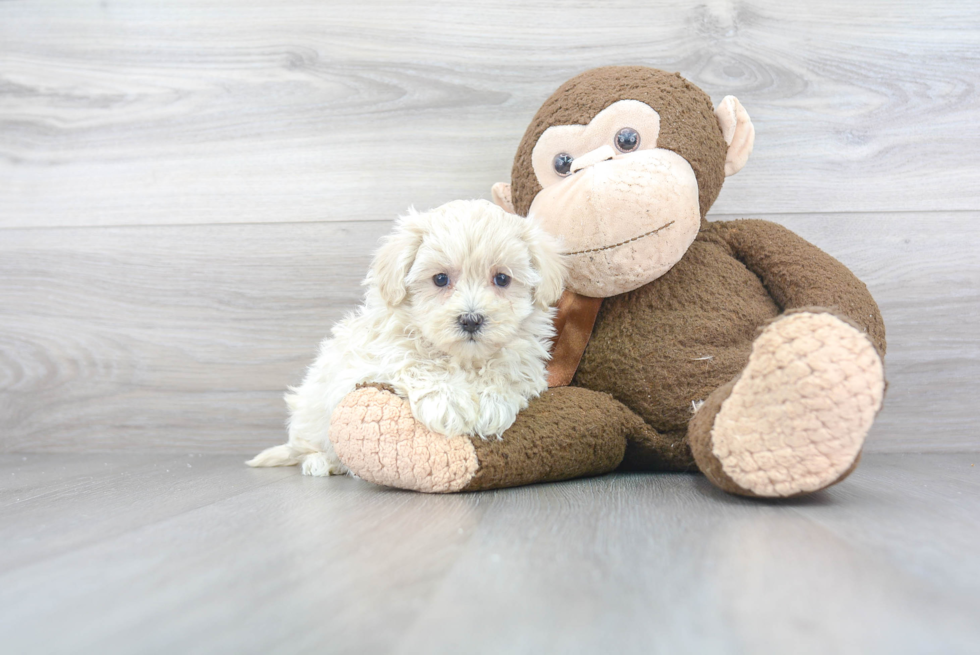 Smart Maltipoo Poodle Mix Pup