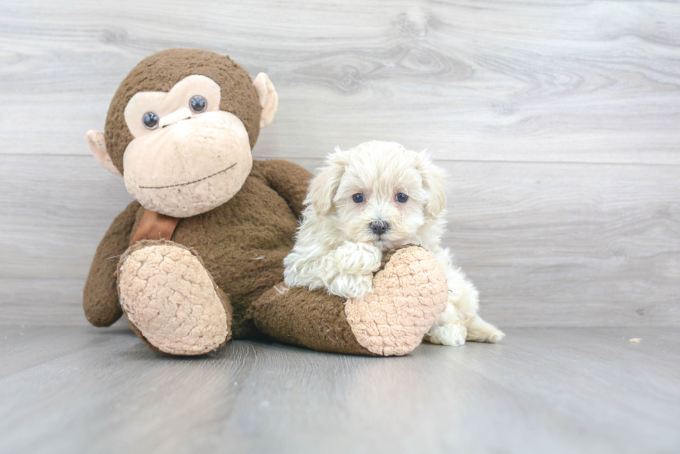 Playful Maltese Poodle Poodle Mix Puppy