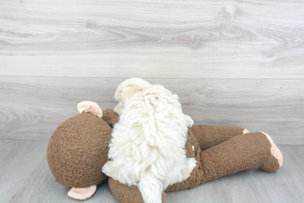 Maltipoo Pup Being Cute