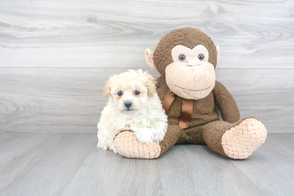 Maltipoo Puppy for Adoption