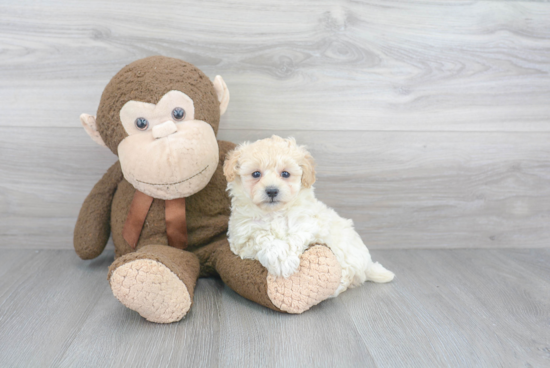 Maltipoo Pup Being Cute