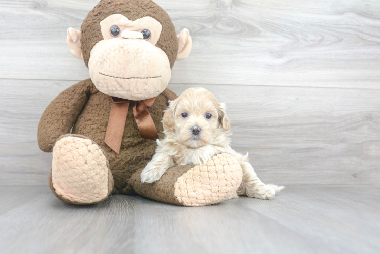 Best Maltipoo Baby