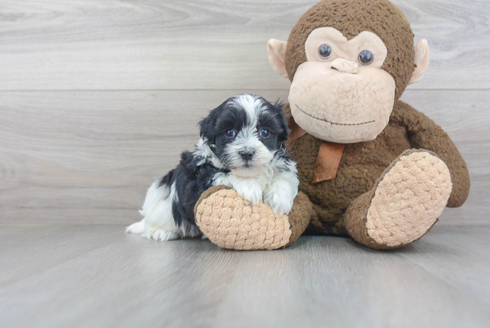 Hypoallergenic Maltese Poodle Poodle Mix Puppy